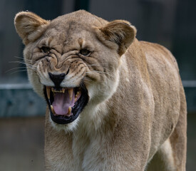 Lioness Snarls as She Gets Up