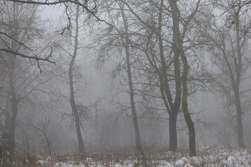 Thick fog in the winter forest