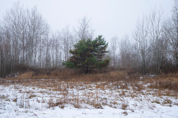 zima, las zimą, drzewa w śniegu, 