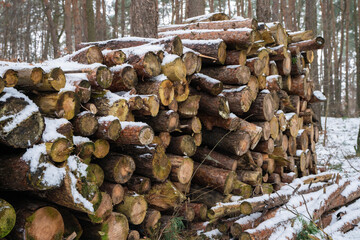drewno, ścięte drzewa, ścięte drzewa ułożone w lesie, ścięte drzewa zimą, las zimą,...
