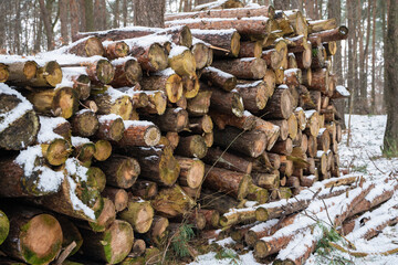 drewno, ścięte drzewa, ścięte drzewa ułożone w lesie, ścięte drzewa zimą, las zimą, drzewo na opał - obrazy, fototapety, plakaty