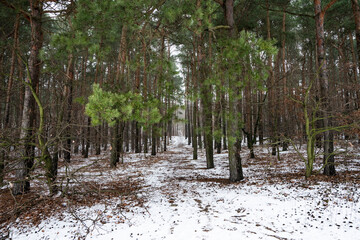 Droga przez zimowy las, ścieżka przez las, leśna droga leśna ścieżka, ścieżka  © Follow the Sun