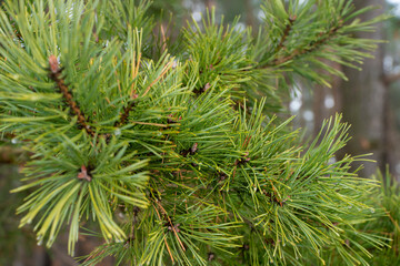 Sosna, igły sosny zimą, sosnowy las. gałęzie sosen © Follow the Sun