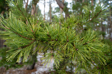 Sosna, igły sosny zimą, sosnowy las. gałęzie sosen © Follow the Sun