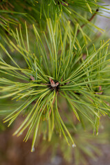 Sosna, igły sosny zimą, sosnowy las. gałęzie sosen © Follow the Sun