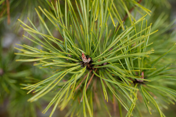Sosna, igły sosny zimą, sosnowy las. gałęzie sosen © Follow the Sun