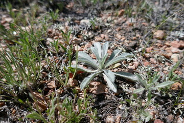 Dry climate plants growing in rocky soil