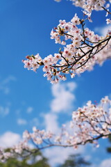 桜越しに見る春の空