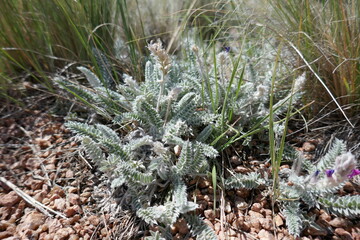 Plants with fluffy leaves growing in dry arid soil