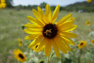 Fototapeta premium Large yellow wildflower with honeybee and field out of focus in background