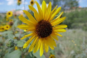 Sunflower up close in sunlight