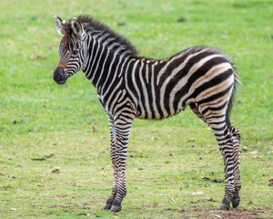 Fototapeta na wymiar Plains Zebra foal