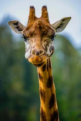 Printed kitchen splashbacks Khaki Rothschild giraffe