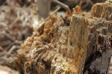 Tree stump in the forest on March 29, 2020 in Forest Falls, California. 