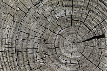 The old board as a background, the texture of the old tree