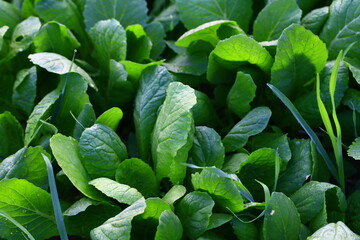 Obraz premium Chinese cabbage in the fields