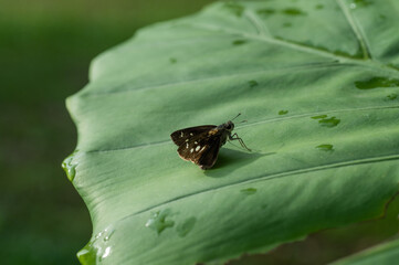 butterfly on green leaf background, insect