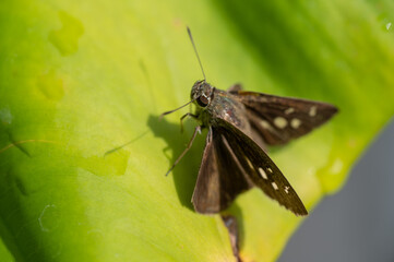 butterfly on green leaf background, insect