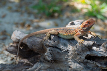 bearded dragon on ground with blur background