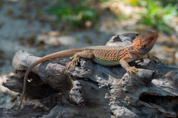 bearded dragon on ground with blur background
