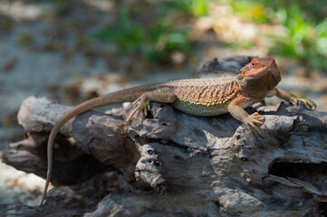 bearded dragon on ground with blur background