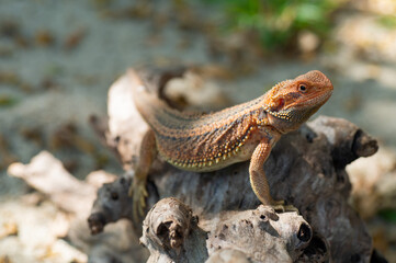 bearded dragon on ground with blur background