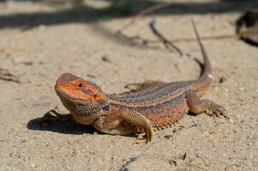 bearded dragon on ground with blur background