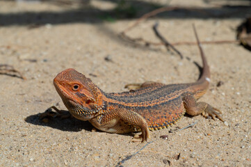 bearded dragon on ground with blur background