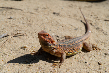 bearded dragon on ground with blur background