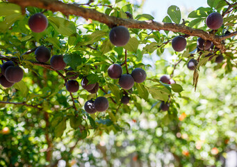 Moyer plums on a tree in Adelaide, South Australia in bright sunlight, ready for harvesting