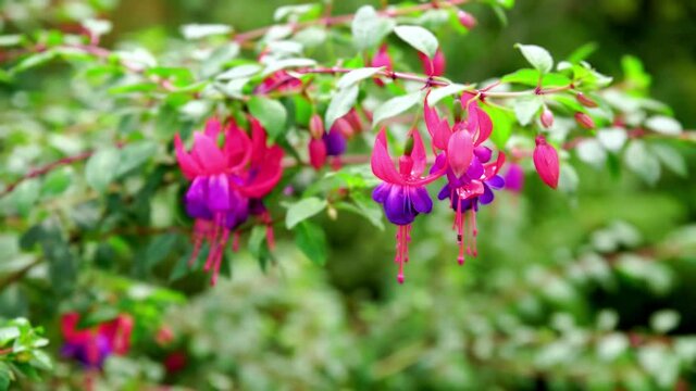 Blooming fuchsia flowers, purple and red flowers hanging on green branches
