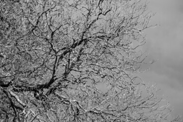 Black and white image of the twisting bare branches of a deciduous tree