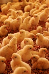 eunapolis, bahia, brazil - october 23, 2009: chicks on a chicken farm on a farm in the city of...