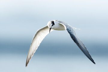 コアジサシ幼鳥の飛翔 (little tern)
