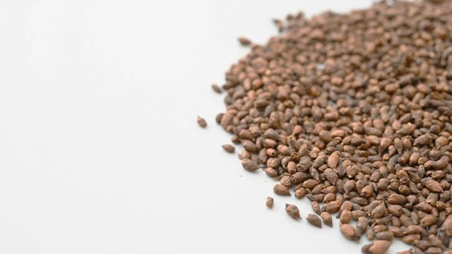 angle pan herb HuaiHuaTan or Sophorae Flos Carbonisata or Carbonized Black Locust Flower