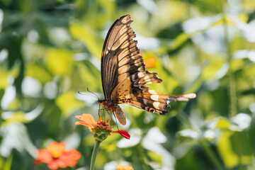 Butterfly feeding from a flower