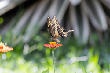 Butterfly feeding from a flower