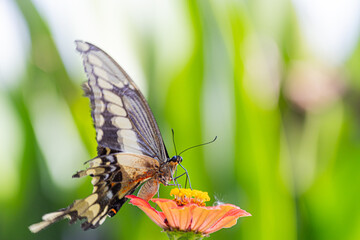 Butterfly feeding from a flower