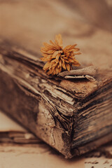 Vecchio libro e un fiore secco