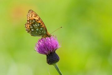 高原で見たアザミの花の蜜を吸うヒョウモンチョウ＠蓼科、長野