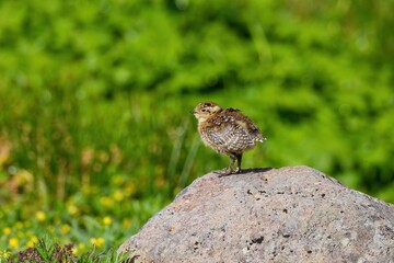 岩の上でのんびりくつろぐライチョウの幼鳥＠長野