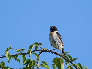 青空バックに枝にとまってくつろぐ子育て中のノビタキ オス（夏羽）＠蓼科、長野