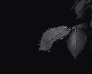 Black and White Rose Leaf With Water Drops on Black Background 