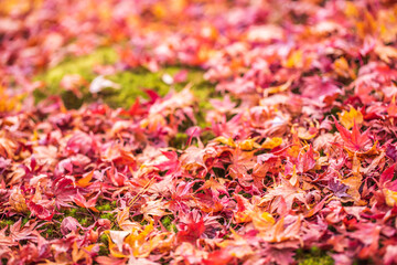 京都　 東福寺の紅葉