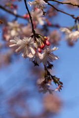 平野神社の十月桜