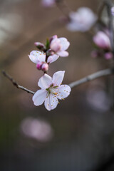 平野神社のアーモンドの花
