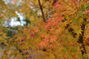 紅葉
