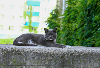 The gray cat looks at the camera. Close-up. Blurred background. Side view.