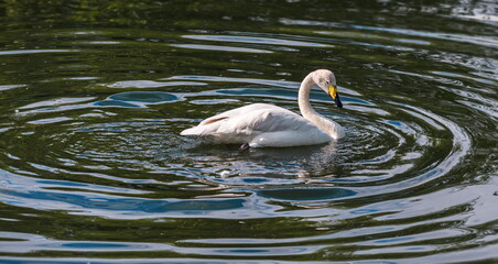 white swan swimming in the water
