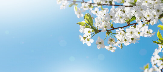 Spring cherry blossoms in nature. White flowers and blue sky. Natural art, floral background.